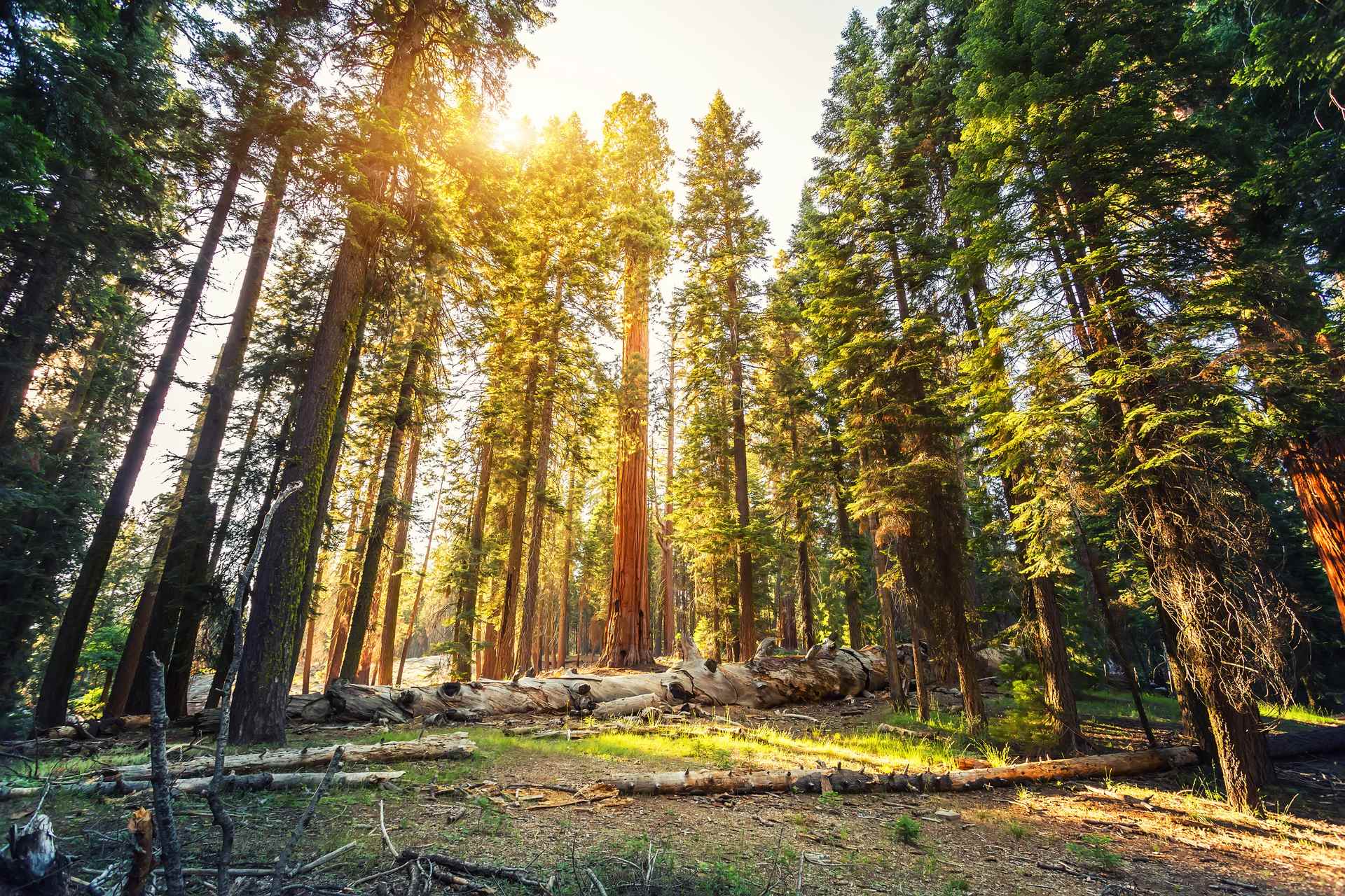Old redwood in Sequoia National Park at sunny day, California USA