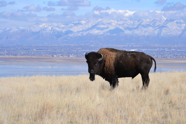 Antelope Island State Park, Grand Lac Salé, Crédits : Utah State Parks